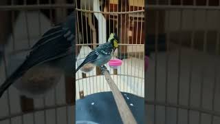 Download lagu gelatik himalaya,, burung langka, burung unik mp3