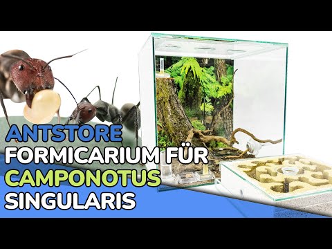 ANTSTORE Formicarium für Camponotus singularis