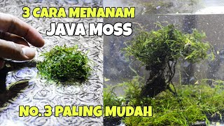 Download lagu How to Plant Moss in Aquascape mp3