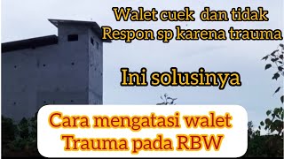 Download lagu Cara mengatasi Walet trauma pada RBW... mp3