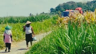 Download lagu AKTIVITAS SEHARI-HARI WARGA DI DESA mp3 Download lagu AKTIVITAS SEHARI-HARI WARGA DI DESA mp3