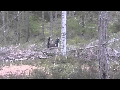 Tjäderspel Sverige /Capercaillie playing in Sweden 2015