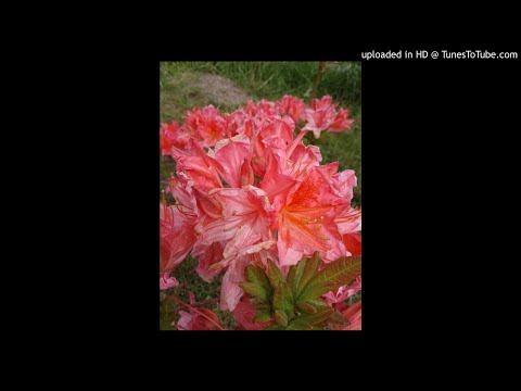 Ezopovy bajky 25 - Liška a vrána