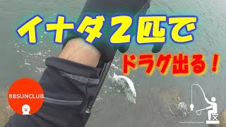 イナダ２匹でドラグ出る！ライトショアジギング