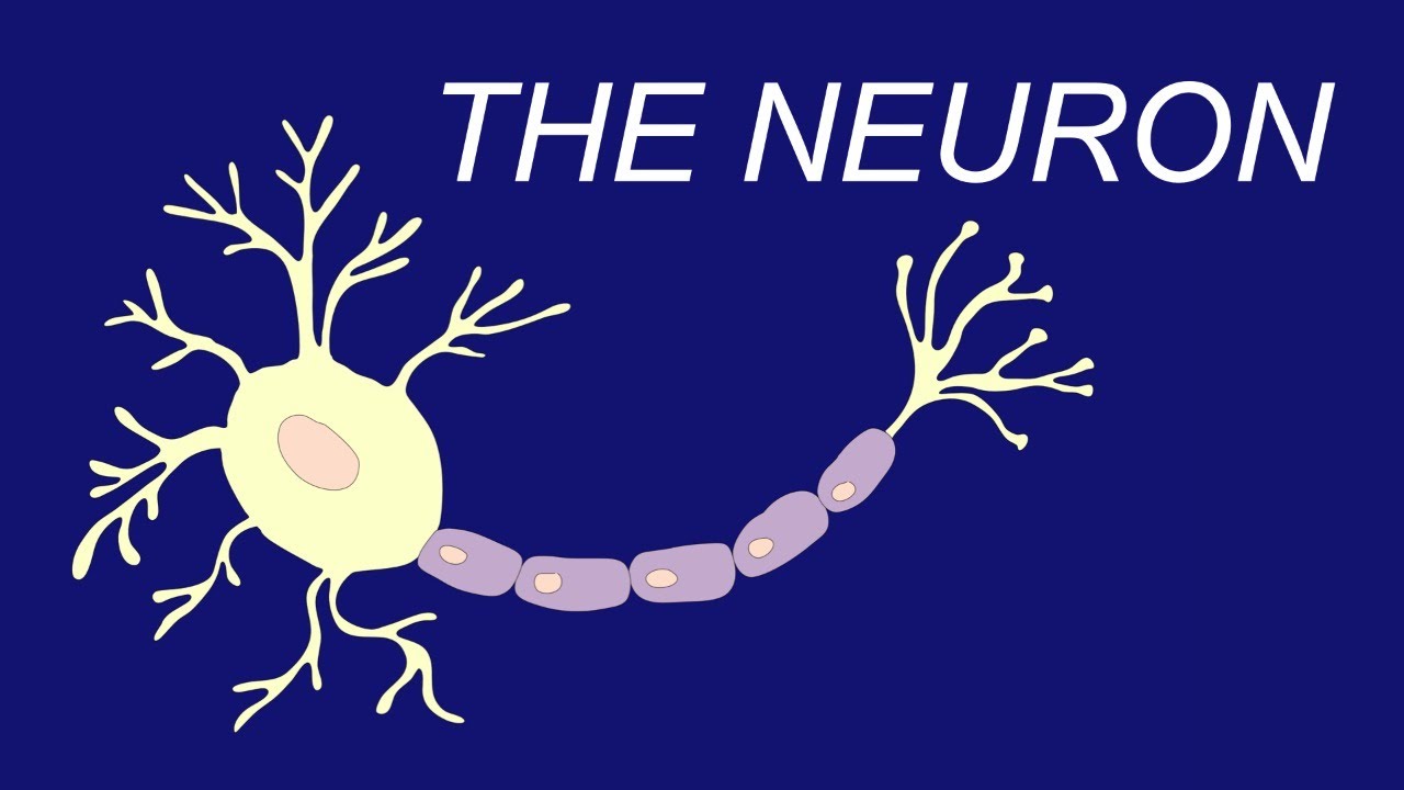 Painting with a Scientist: The Neuron