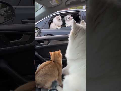 猫咪团团恋爱啦！团团又失恋了！狗子太没眼力见了…… 来啦来啦～两只可爱的小猫咪！#萌宠 #萌宠出道计划 #萌宠成精了 #萌宠日常记录 #猫咪