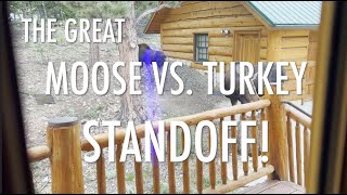 David Wilcock Hangout: The Great Moose Vs. Turkey Standoff (3:33)