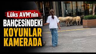  Lüks AVM'nin Bahçesindeki Koyunlar Kamerada