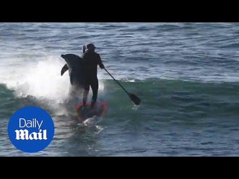 Dolphin takes out paddle boarder in hilarious fashion - Daily Mail
