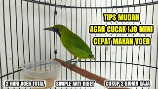 Download lagu CARA MELATIH CUCAK IJO MINI MAKAN VOER !!! mp3