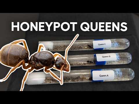 A Tale of Three Queen Honeypot Ants Starting New Colonies