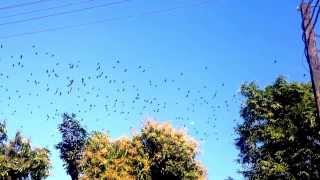 preview picture of video 'Bats Over Mawlamyine'