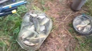 Где ловить карпа в марий эл