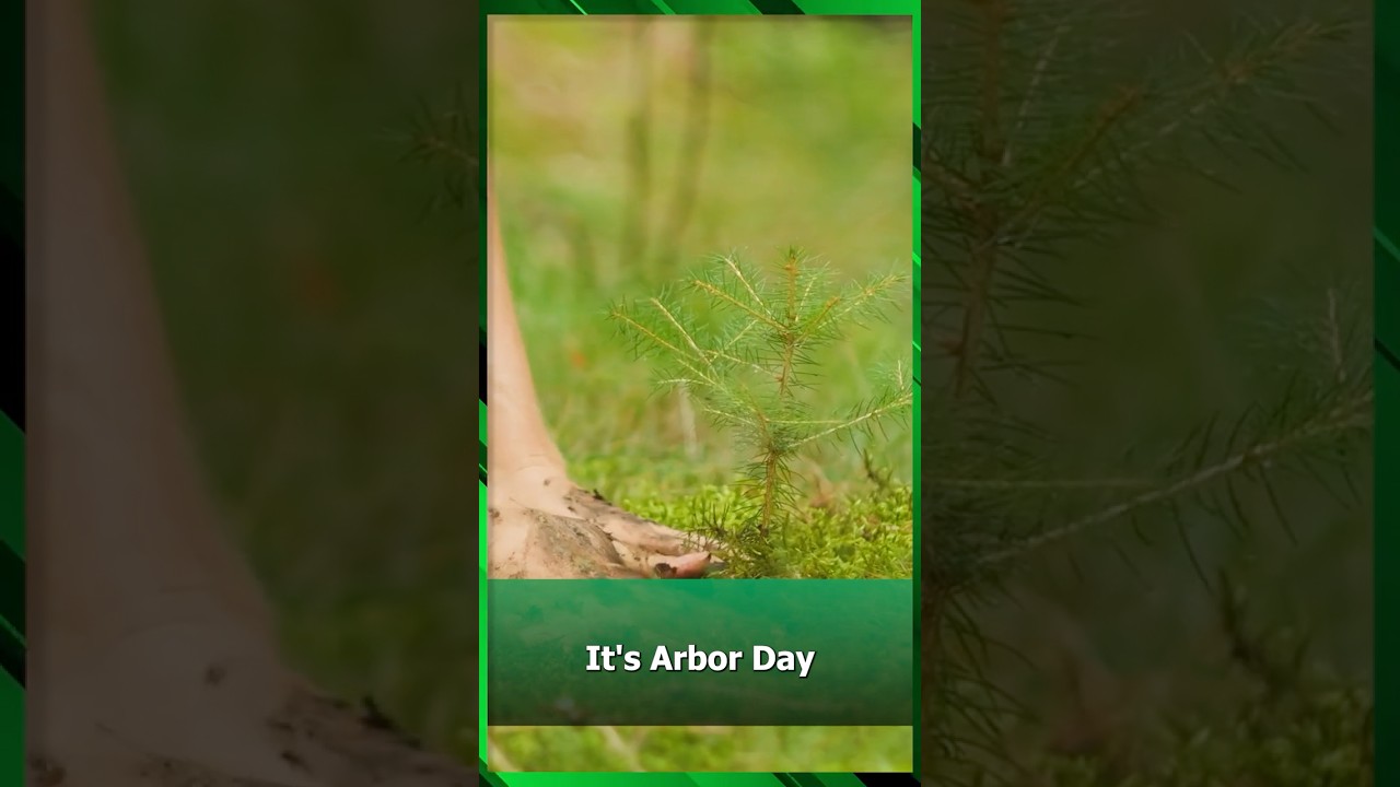 It’s Arbor Day: Here’s How to Make a Real Impact