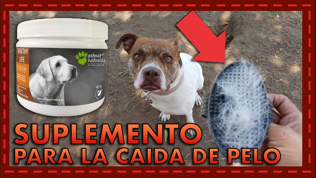 Watch Conoce a: Complemento alimenticio para evitar caída de pelo en perros I Petmet Naturals Now Conoce a: Complemento alimenticio para evitar caída de pelo en perros I Petmet Naturals