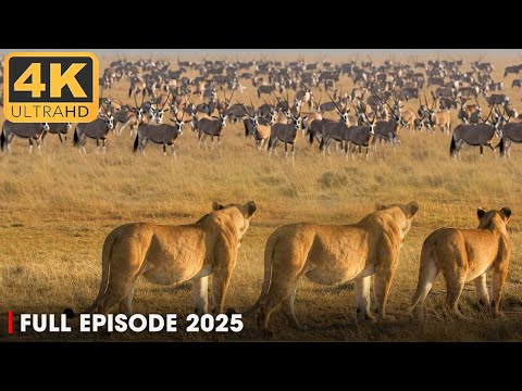 WILD AFRICA