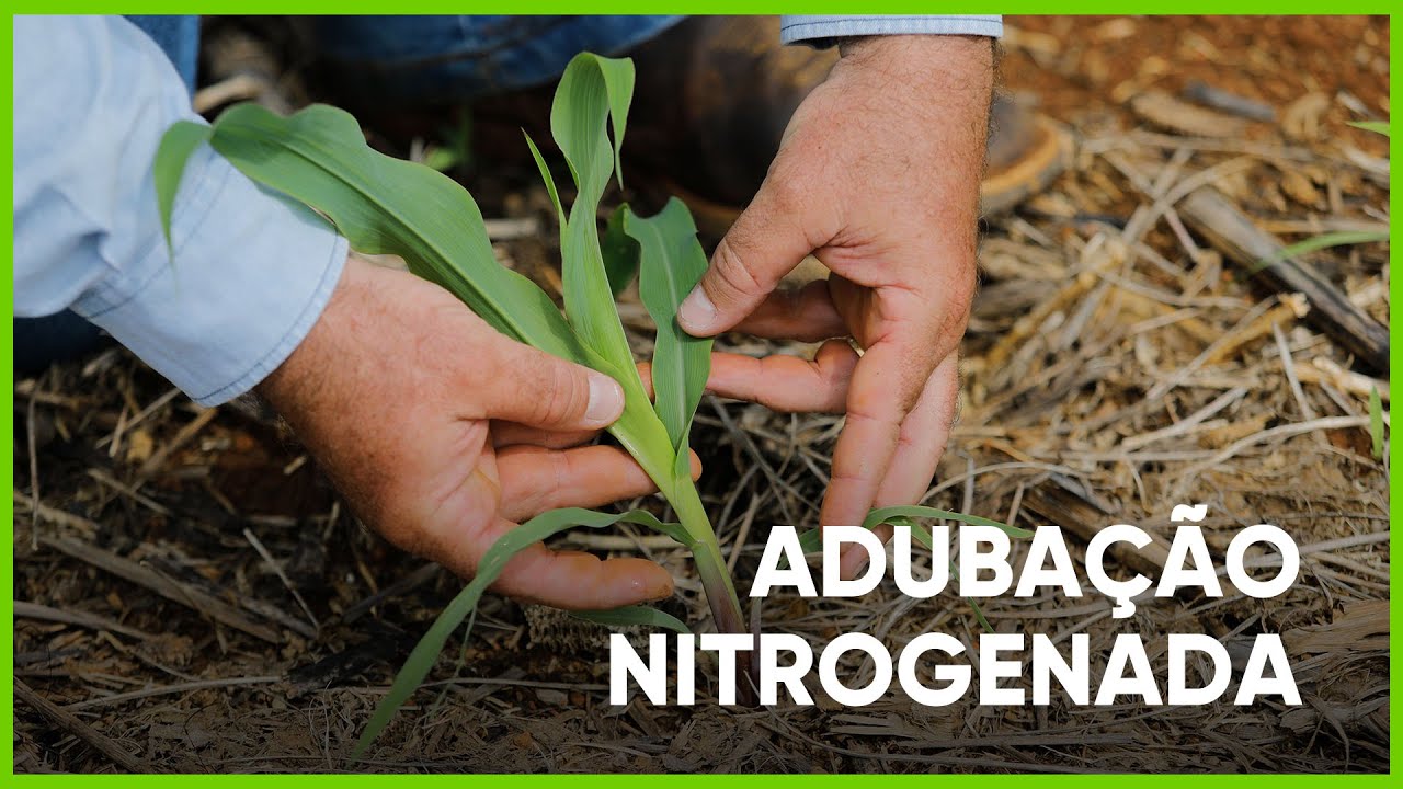 ADUBAÇÃO NITROGENADA - PROGRAMA #07 - AGRO EM FOCO TV DIGITAL - 25/03/21