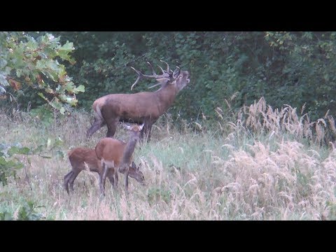 Der Medaillenhirsch in der Brunft in Masuren