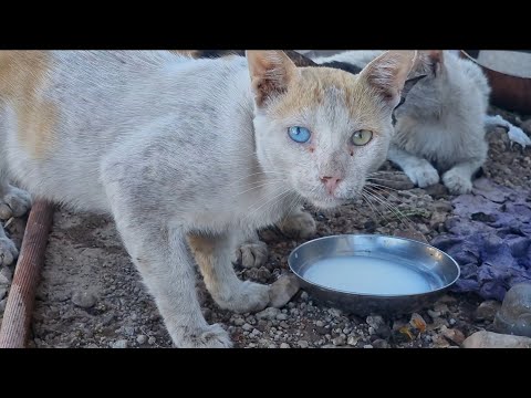 Poor Cat Two Eyes Different Natural Colors | Animals Change