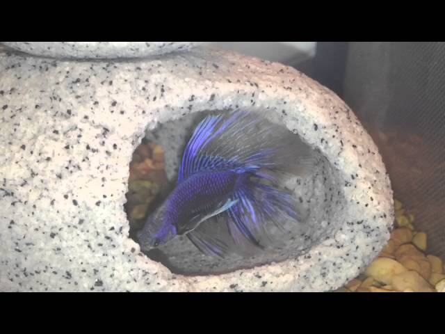 Betta fish tank tours!