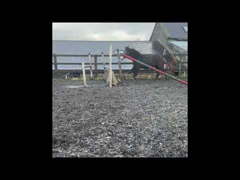 4 yr Irish sport horse - Image 2