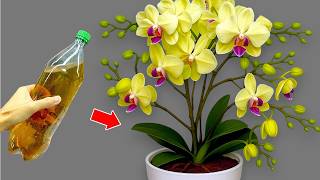 Pour one bottle on top! All orchids without flowers will immediately bloom year round