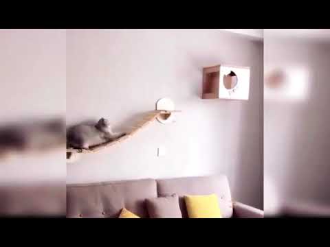 Gorgeous Cats||| They are soo beautiful||| #Short #Petslover