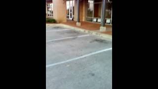 Another day at work. Vulture wouldn't leave clinic