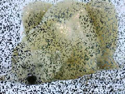 Don't bogart me.- Fraternity of Man