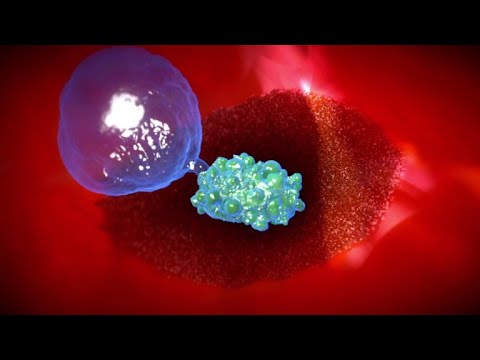 A vacinação e o sistema imunológico