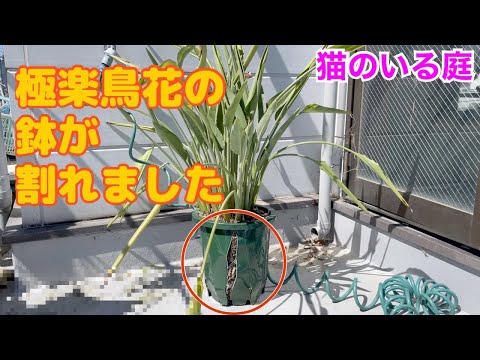 園芸 極楽鳥、あなたの庭にトロピカルエレガンスを
