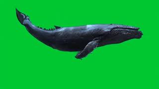 Download lagu Ikan paus green screen mp3 Download lagu Ikan paus green screen mp3
