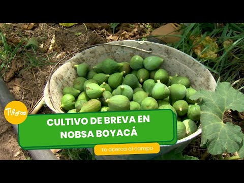 Cultivo de breva en Nobsa, Boyacá - TvAgro por Juan Gonzalo Angel Restrepo