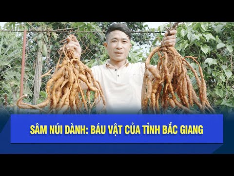 Sâm núi Dành: Báu vật của tỉnh Bắc Giang
