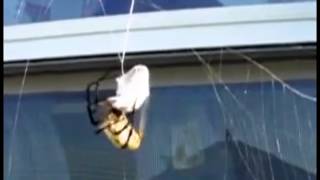 Huge Spider attacks crazy wasp INSANE