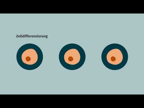 Zelldifferenzierung – Organisationsebenen von Tier- und Pflanzenzellen einfach erklärt | sofatutor