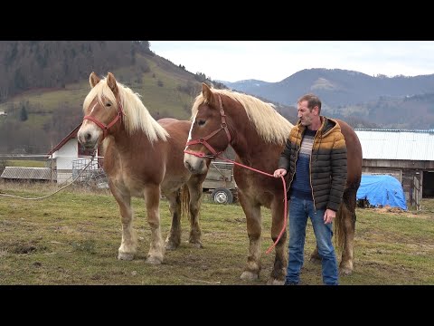 Caii lui Nicusor de la Abrud, Alba - 2022 Nou!!!