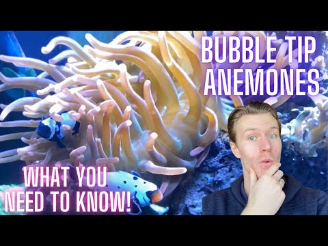 Bubble Tip Anemone Buying Guide & Review - Everything You Need to Know!