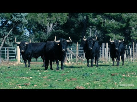 CLIP TOROS