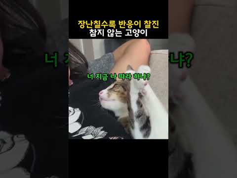 장난칠수록 반응이 찰진 참지 않는 고양이