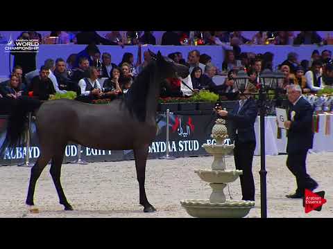 N.107 VERSAALI - Paris 2017 - Senior Stallions (Class CM6A)