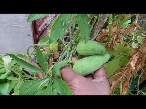 American achocha plants Chinese achocha potol updates on 10/09/2019 -  Shoker bagan Oxford UK