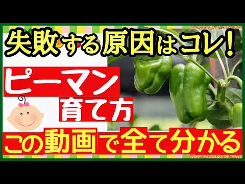 なぜピーマンの苗が育たないのでしょうか？原因と解決策、メンテナンスのヒント  庭園