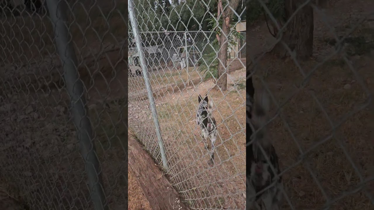 Enlarge Buddy, a Adoptable Australian Cattle Dog / Blue Heeler in San Antonio, TX video 2/2
