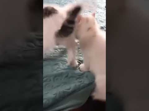 😹Cats Doing Cat Things😹