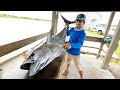 Yellowfin Tuna Wahoo Cobia Dolphin Fish Clean N Cook