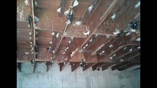 Download lagu Suara Walet Yang Sudah Terbukti : INAP POP SI OK by Arief Budiman mp3 Download lagu Suara Walet Yang Sudah Terbukti : INAP POP SI OK by Arief Budiman mp3