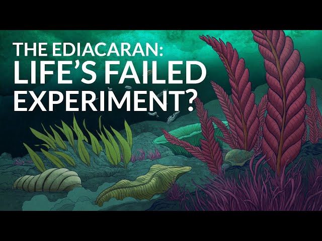 Were These The First Animals?