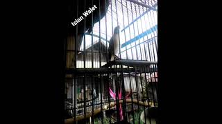 Download lagu cendet gacor nembak suara walet mp3