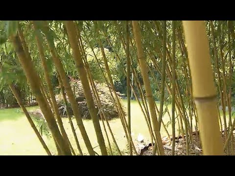 Pflegeleicht und immergrün: Das Bambus-Paradies in Hohn bei Rendsburg